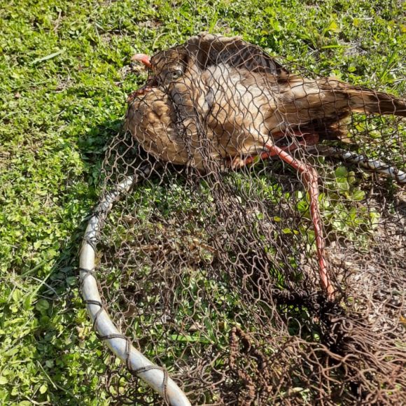 Resgate de Aves