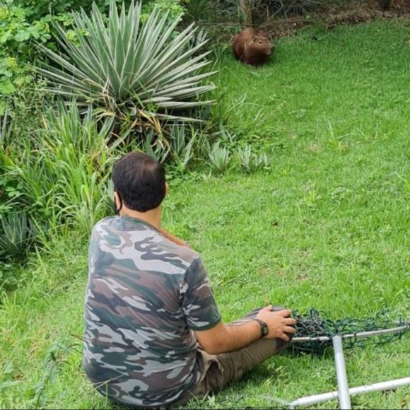Resgate de Mamíferos
